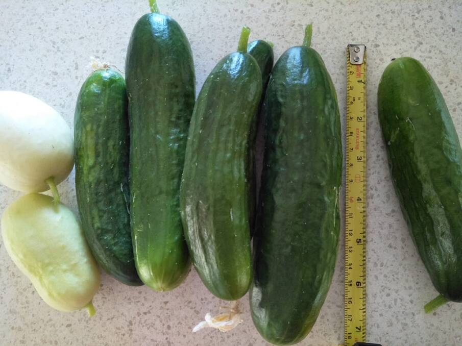 CROP: Apple and Lebanese cucumbers from Lisa Crisp's backyard, posted for trade on the Crop Swap Launceston Facebook page. Picture: Supplied