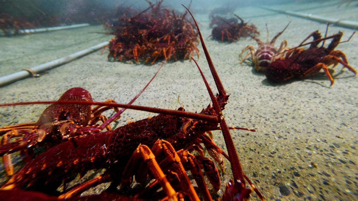 Researchers say the impairment suffered by rock lobsters as a result of the study would likely affect their ability to function in the wild for at least one year after the exposure. Picture: Mark Jesser