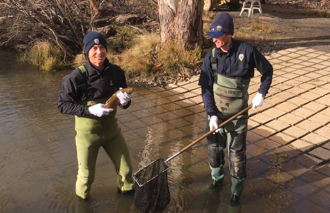 Primary Industries Minister Guy Barnett with IFS officer Chris Bassano releasing brown trout into Penstock Lagoon