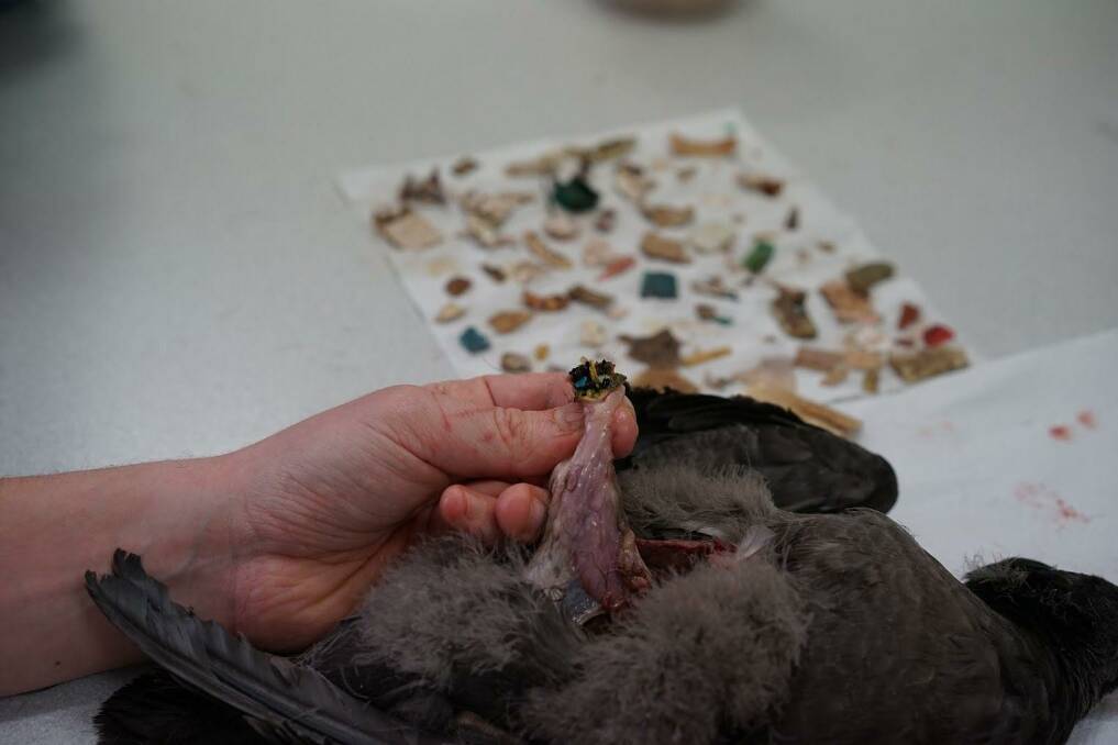The gizzard, shown here, is a small and muscular part of a flesh-footed shearwater's stomach, usually difficult to retrieve plastic debris from and used to grind down hard elements such as shells.
