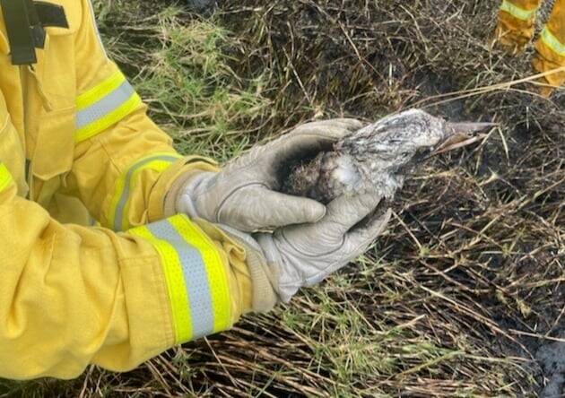 NOT LAUGHING NOW: The rescued kookaburra after Sunday morning's grass fire at Meroo Meadow. Photo: Cambewarra RFS