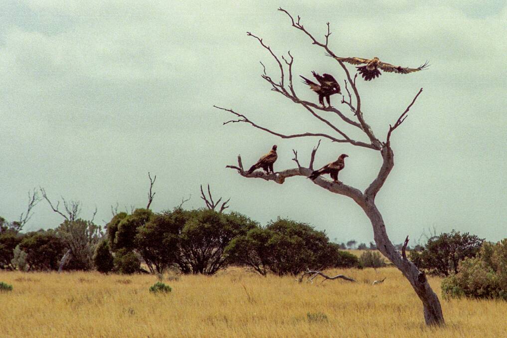Eagles waiting for a road-kill feast, Nullarbor Plain