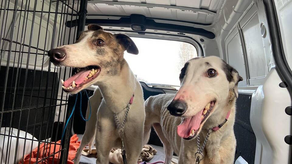 Swaggy (left) and Molly after being picked up from a Deddington property.
Photo courtesy of Brightside farm sanctuary.