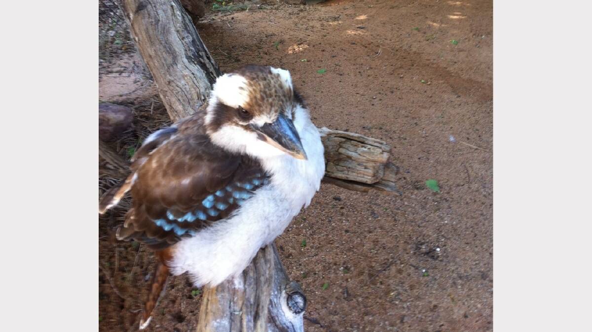 A kookaburra similar to 350 specimens culled by a Deviot man with a .22 self loading rifle and silencer