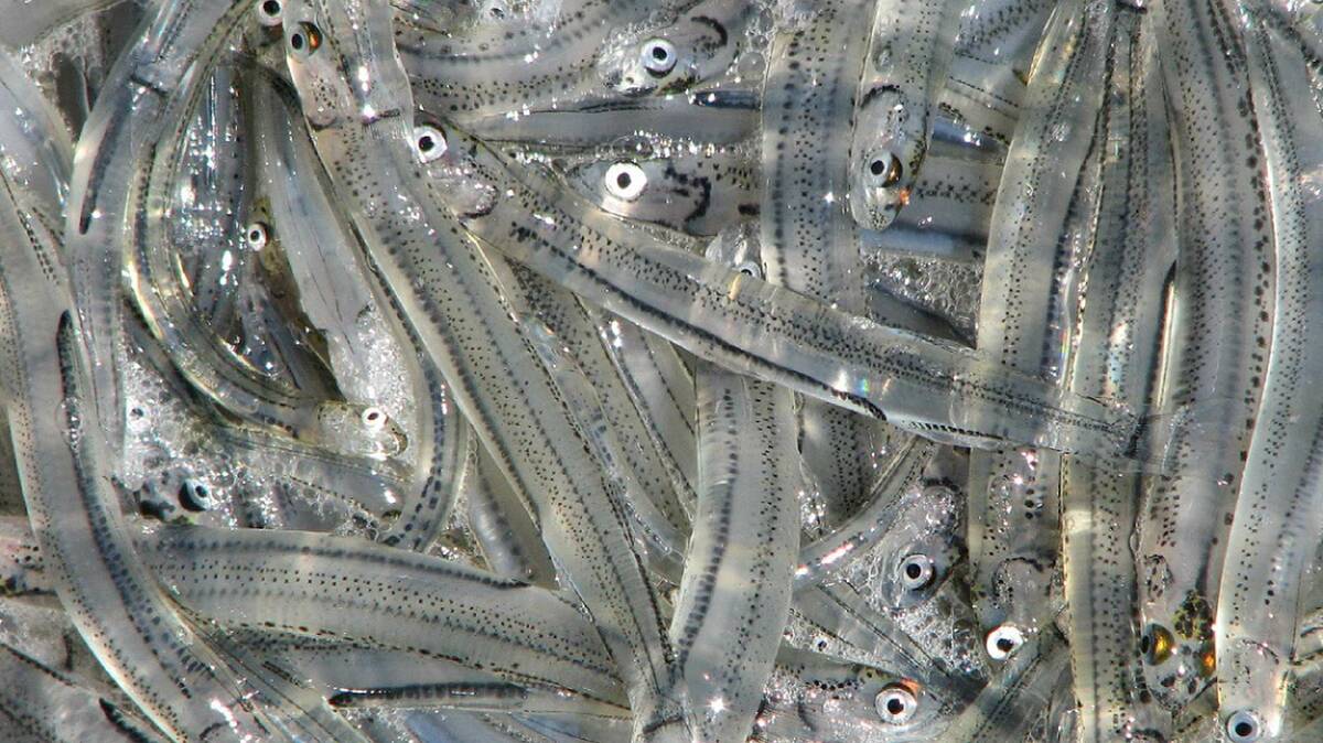 Whitebait Picture courtesy Inland Fisheries Service