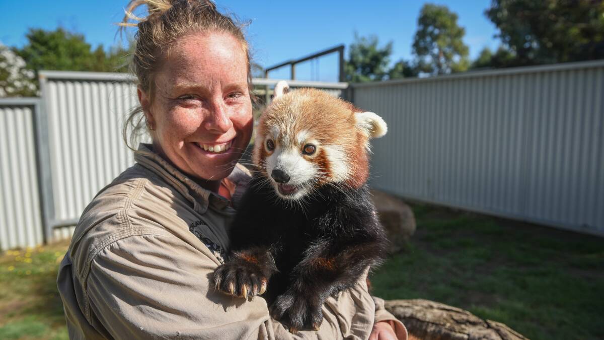 Animal handler Bridie Slattery with Tenzing the Red Panda. Tasmania Zoo. Picture: Paul Scambler. 