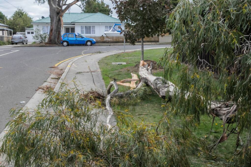 A large branch fell on a car on Friday. Picture: Neil Richardson