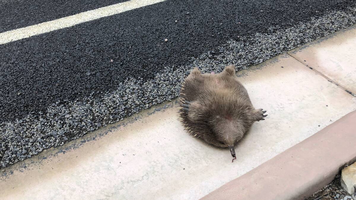 A dead echidna on one of Tasmania's roads. Picture: Bec Pridham