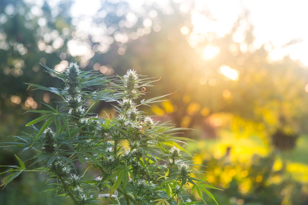 ECS Botanics plans to build a $1.7 million outdoor medicinal cannabis development in Tasmania's Northern Midlands region. Picture: Shutterstock
