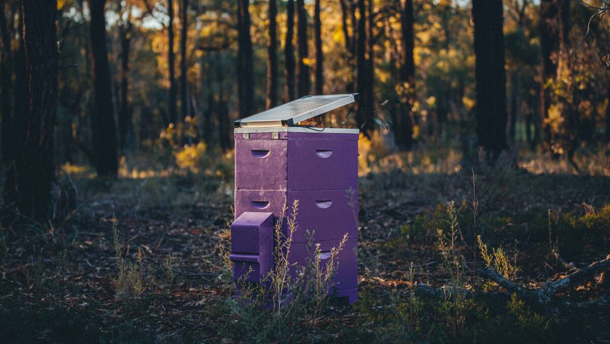 The company's the long-term vision is for the project to create a network of hives across Australia.