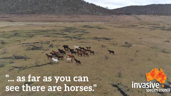 The Invasive Species Council is one of many groups who have lobbied over many years to have brumbies removed from Kosciuszko National Park.