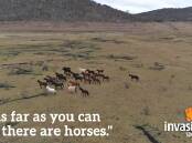 The Invasive Species Council is one of many groups who have lobbied over many years to have brumbies removed from Kosciuszko National Park.