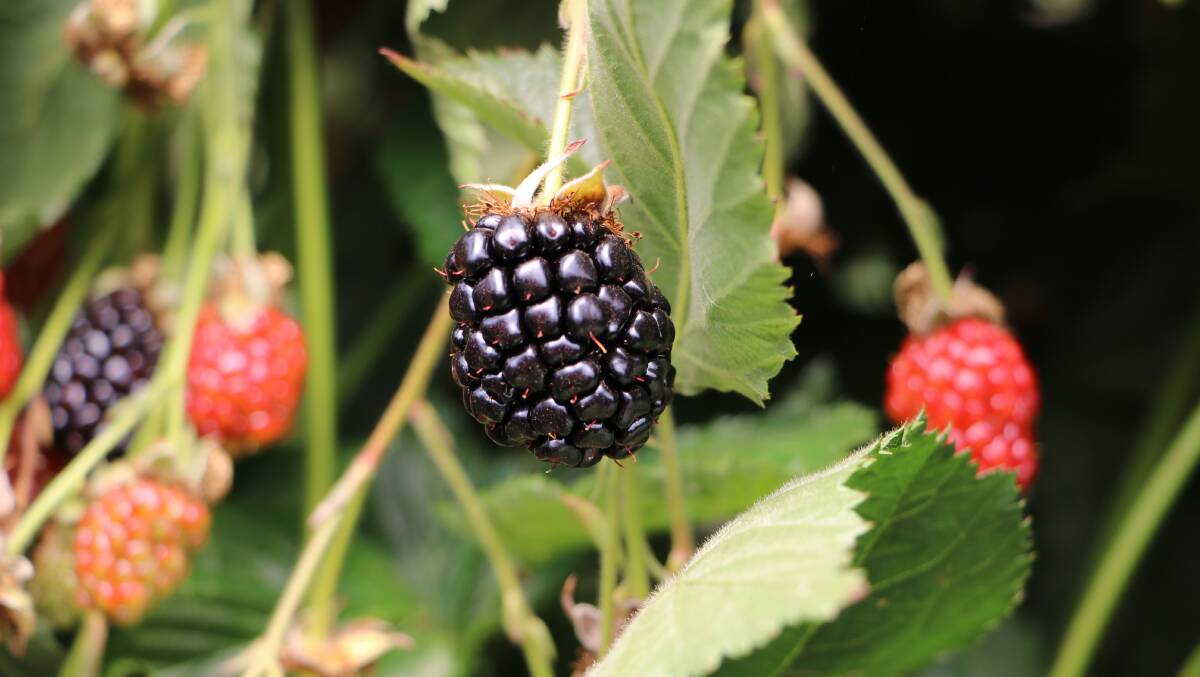 Mites: TIA researchers think more mites could help growers get more blackberries to market. Picture: Supplied