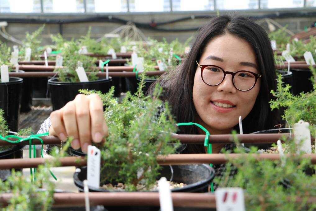 high demand: TIA PhD candidate Chanjoo Park is figuring out the science behind the special oils of Tasmanian Kunzea ambigua. Picture: Supplied 