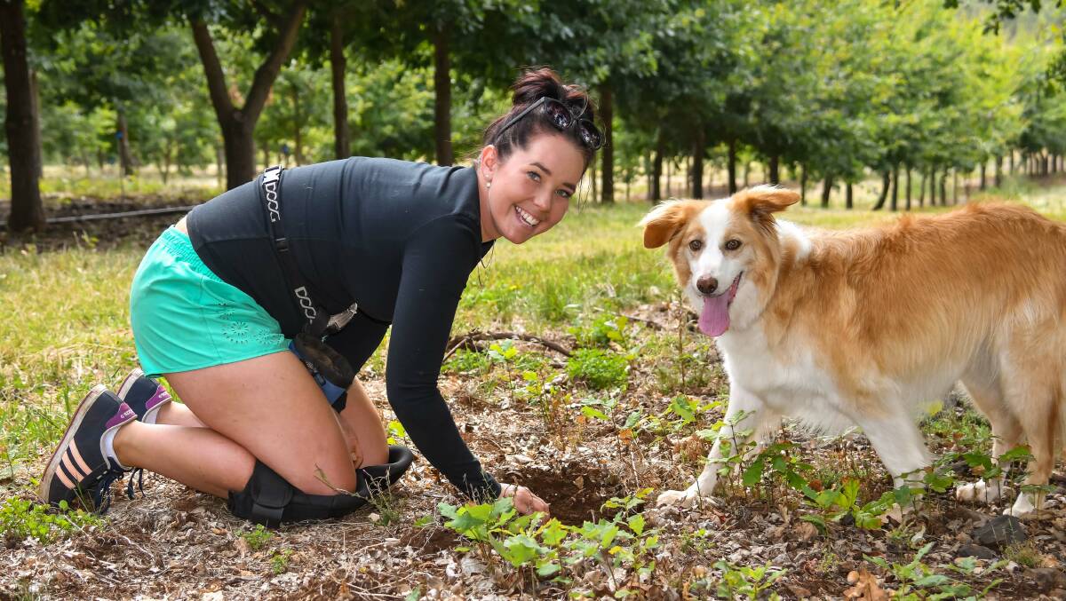 Sherette Philpott with Bickie digging for truffles on the farm. Picture: Simon Sturzaker