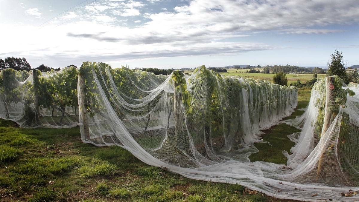 Change: The Tasmanian wine and cider producer entered administration with the appointment of Andrew Yeo and David Vasudevan of Pitcher Partners.