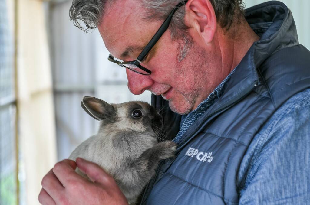 Animal welfare: RSPCA Tasmania chief executive Peter West with Ziggy the rabbit, pictured on World Animal Day earlier in October. Picture: Phillip Biggs