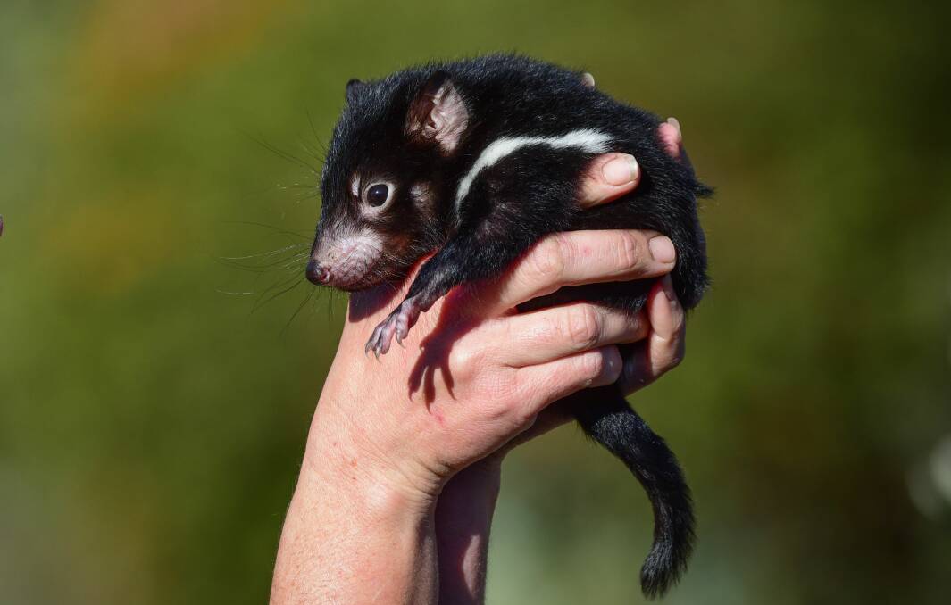 The future: Nelson, a healthy baby Tasmanian Devil at Tasmania Zoo. Devil Facial Tumour Disease has been decimating the wild population in recent years. Picture: File