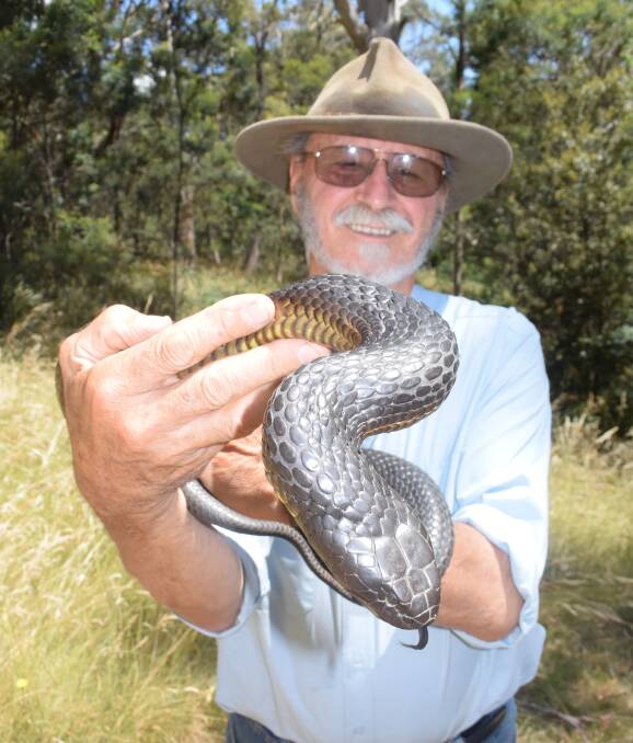 Snakes alive: Reptile Rescue's Ian Norton with a large copperhead snake. Mr Norton says copperheads will help keep tiger snakes away, and should be treated with respect. Picture: Toli Papadopoulos