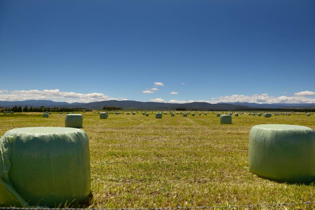 Summer is coming: Bales in a paddock at Evandale. Picture: Paul Scambler