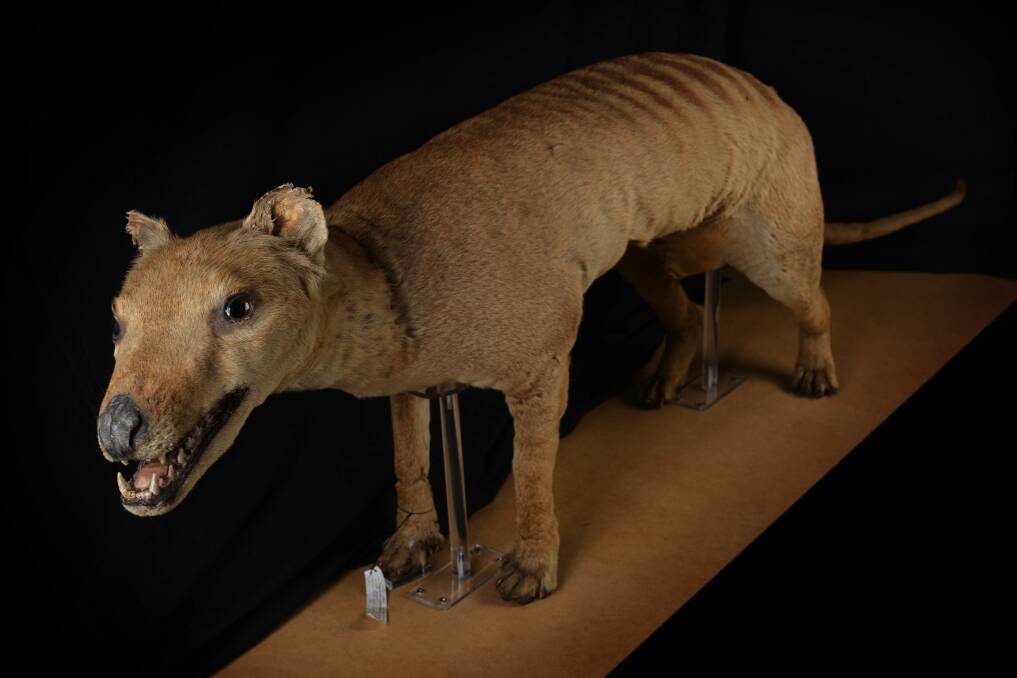 Species end: A thylacine male at the QVMAG Natural Sciences museum. This male was collected before 1897, when there were still living thylacines. Picture: Scott Gelston