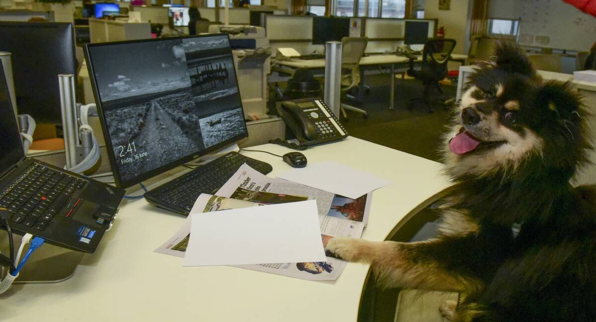 New employee: Kazi, a one-year-old Finnish Lapphund, considers a new job as office dog at The Examiner. Picture: Paul Scambler