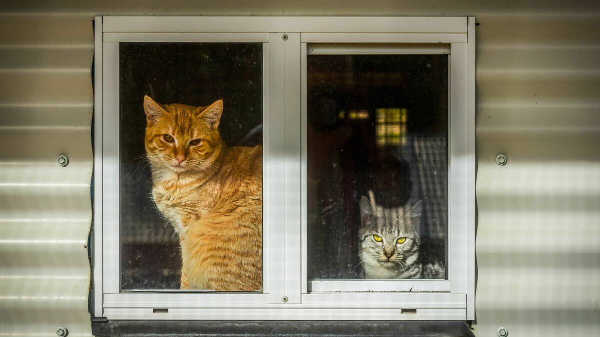 Order to keep cats indoors, nothing but left-wing stateism
