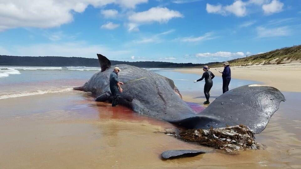A dead sperm whale on the beach near Cloudy Bay on South Bruny Island. Picture: Marine Conservation Program