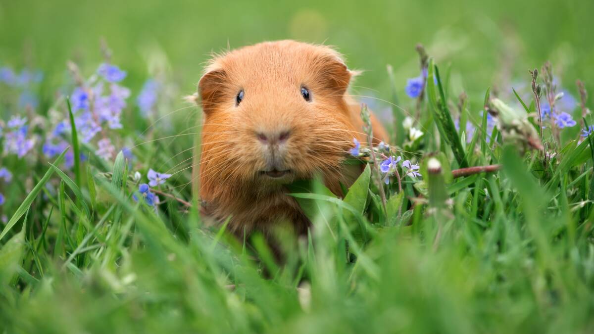 Providing the opportunity for your guinea pig to graze on grass is also important to their wellbeing.