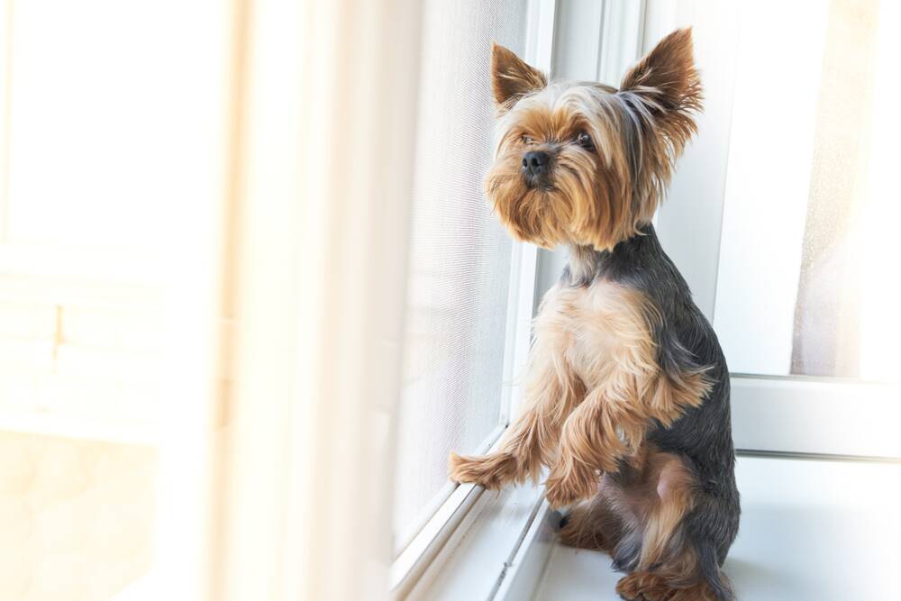 Double-edged sword: The strong bonds we have with our pets can result in your dog feeling anxious when left alone, or when you're not there.