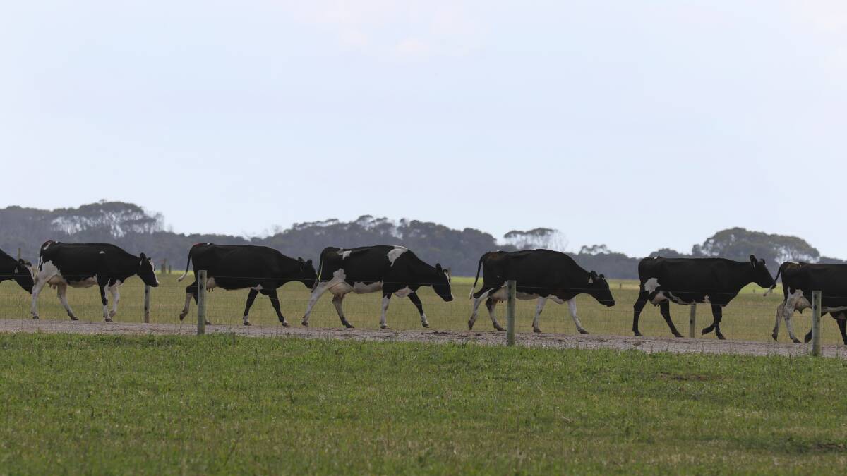 Dairy cows at Woolnorth.