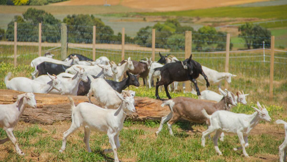 FROLICKING FLOCK: TasFoods Limited dairy goats.