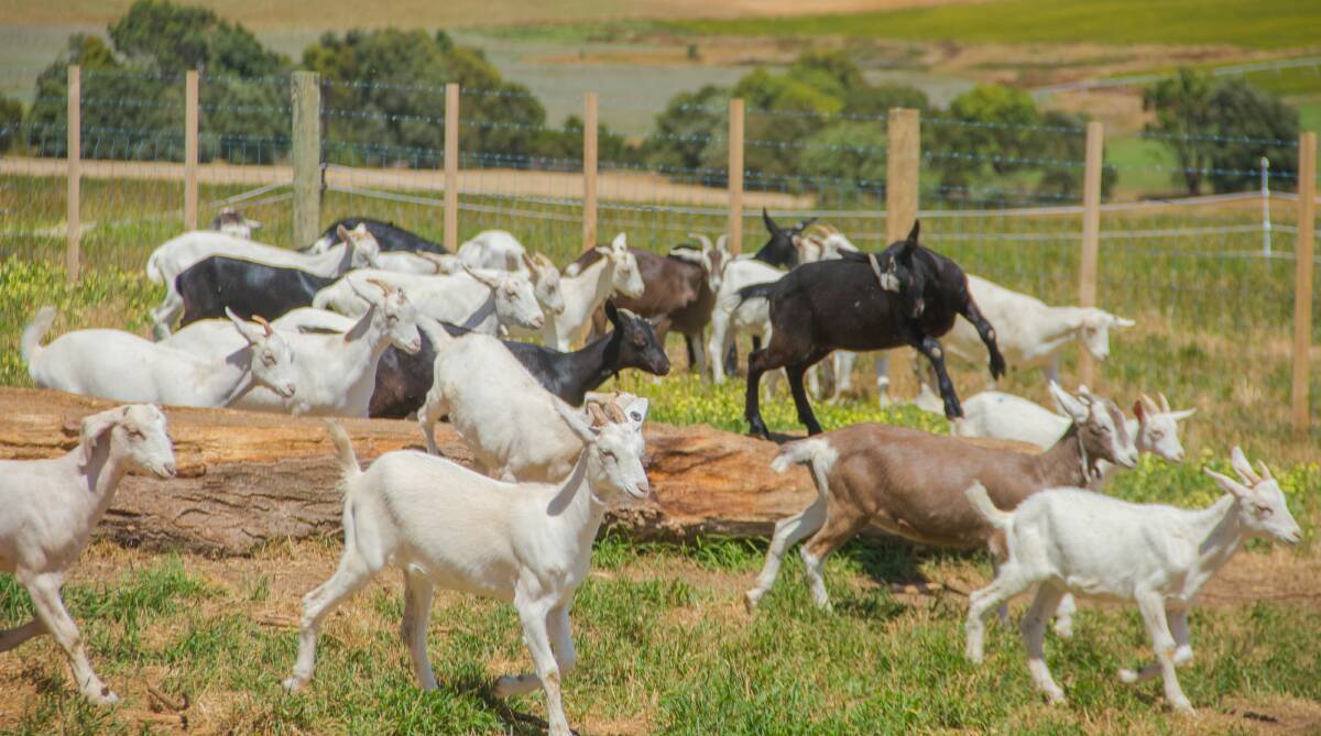 Goats at Robur Farm Dairy, part of the TasFoods business.