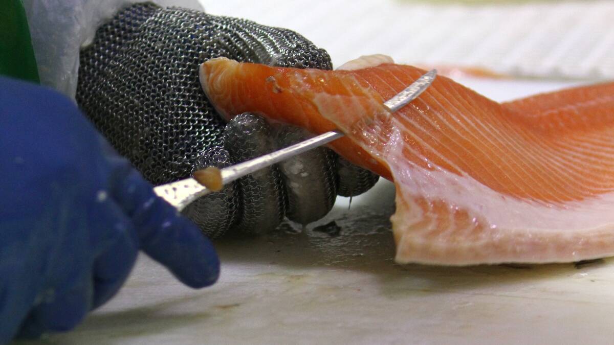 Salmon processing. File picture