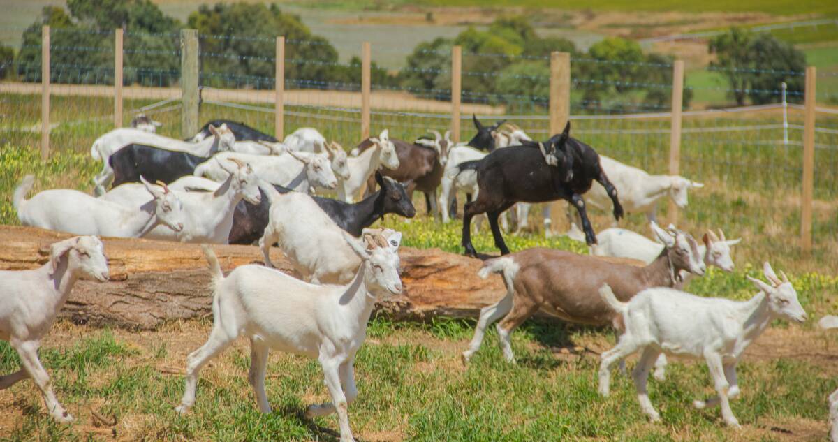 TasFoods Limited dairy goats.
