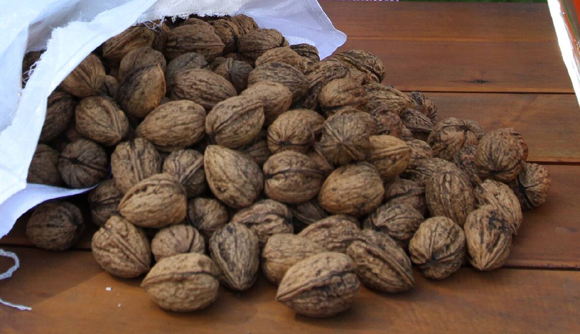 Webster walnuts