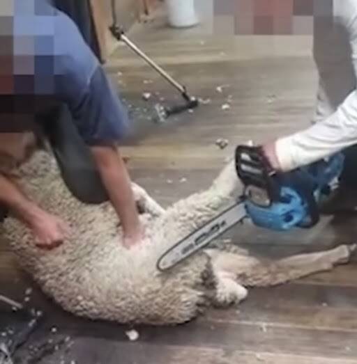 DISTURBING: A screengrab of the video in which a lamb appears to be shorn by a chainsaw.