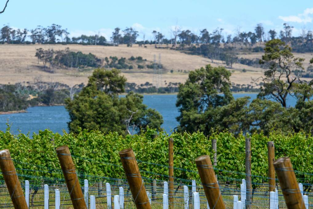 VINES: The contract for the new vineyard is worth $500,000. Picture: Scott Gelston