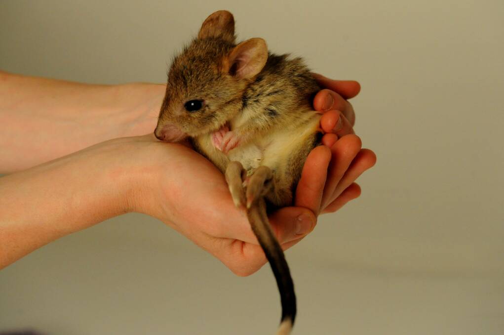The Eastern bettong is considered near threatened. Pictures: File