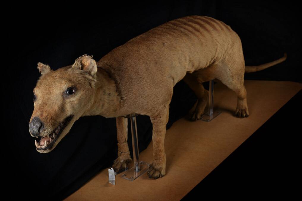 LONG GONE: Experts believe Thylacines have been extinct on the mainland for 3000 years. Picture: Scott Gelston