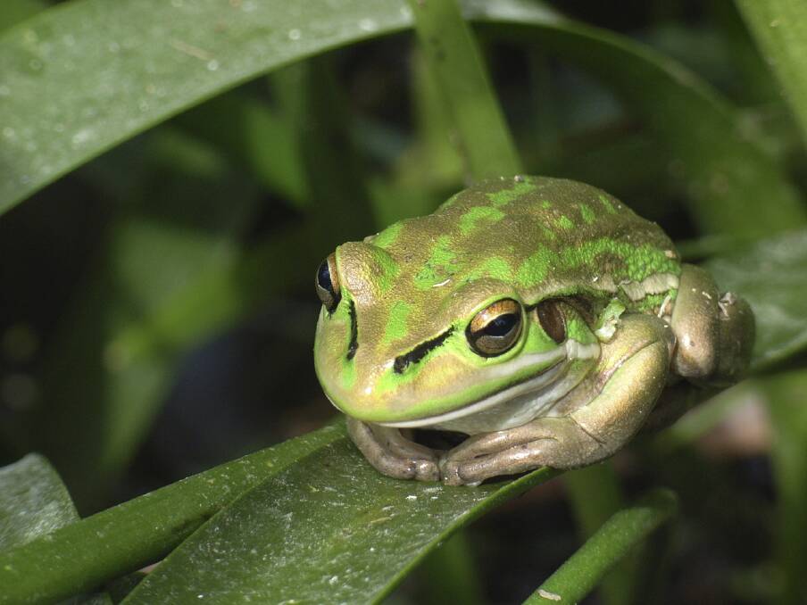VULNERABLE SPECIES: The green and gold frog will be at the centre of a World Environment Day event at Tamar Estuary.