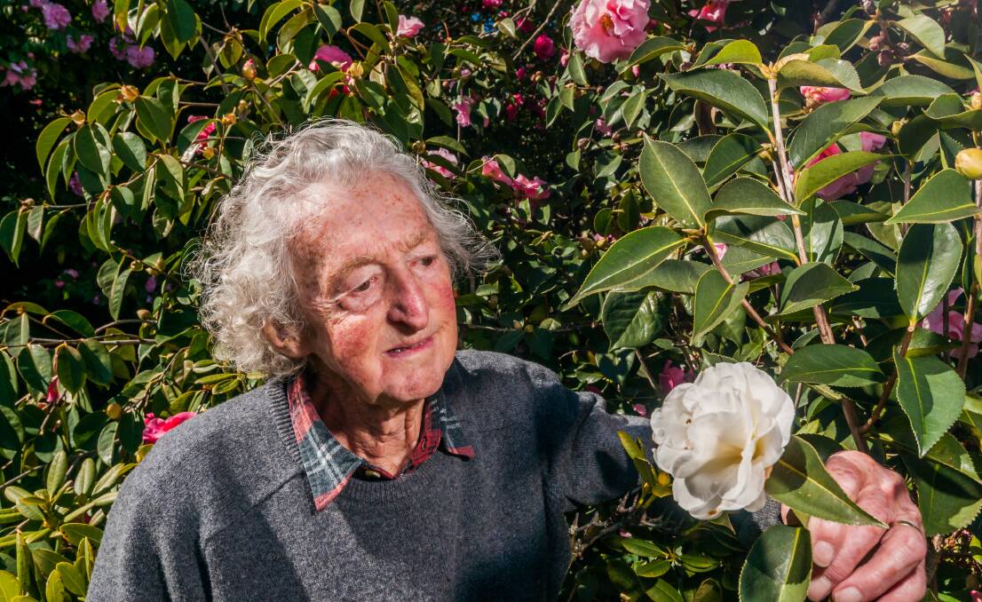 SHOW READY: Launceston Horticultural Society life member Ray Hawkins with a rare white Reticulata Camellia, one of his own breeds.Picture: Phillip Biggs