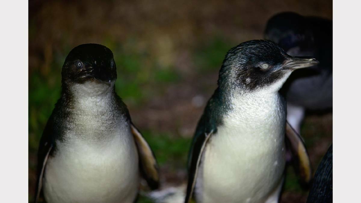 Penguin Awareness Day.