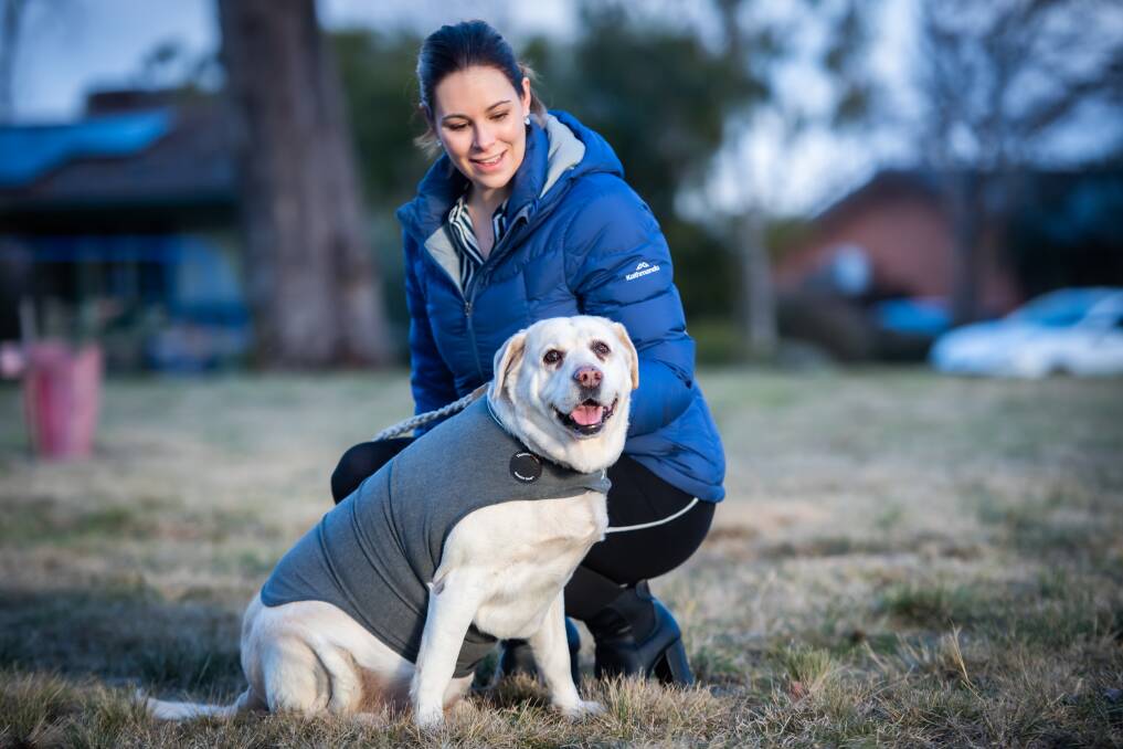 Labrador Lulu in her thundershirt with owner Claire Tester. Picture: Karleen Minney