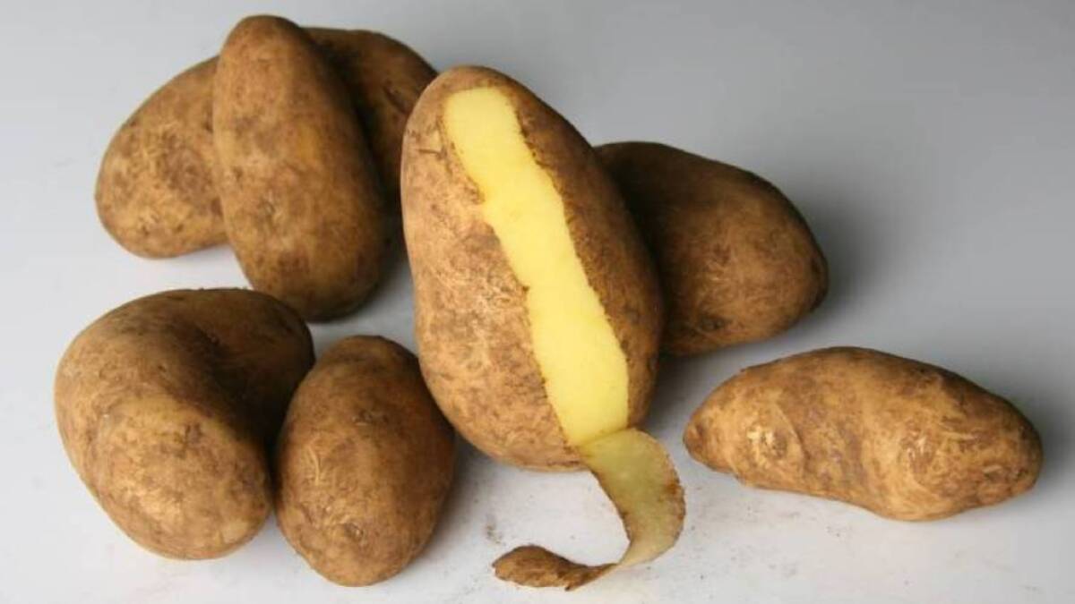 CONCERN: As a state, we continually reflect upon the need to ensure that our procurement strategies and policies favour Tasmanian-based companies. It should be no different for potatoes, writes Brian Wightman. Picture: File 