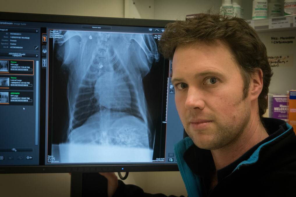 Longford veterinarian Sam Morgan examines Lottie's X-rays. Picture: Paul Scambler