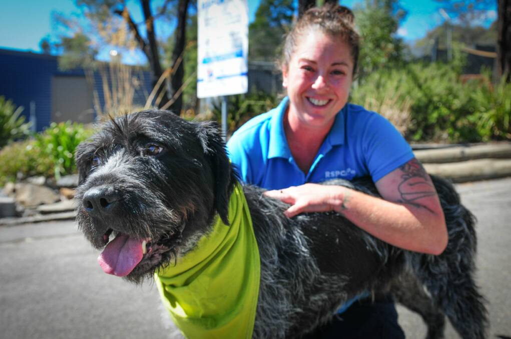 LOVE: RSPCA Animal Care Centre attendant Lauren Chenhall with Griff the wirehaired pointing griffon, who wears a bandanna to hide his scars. Picture: Paul Scambler.