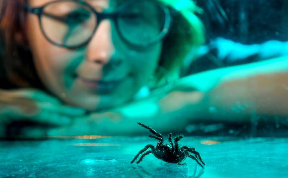 Australian Museum live exhibit officer Mimi Hickey with a Sydney funnel-web spider, which is appearing in the QVMAG exhibition Spiders. Picture: Scott Gelston 