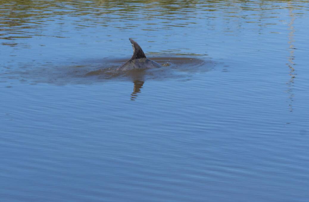 The dolphin was first spotted in the North Esk Rive in January. Picture: Phillip Biggs 