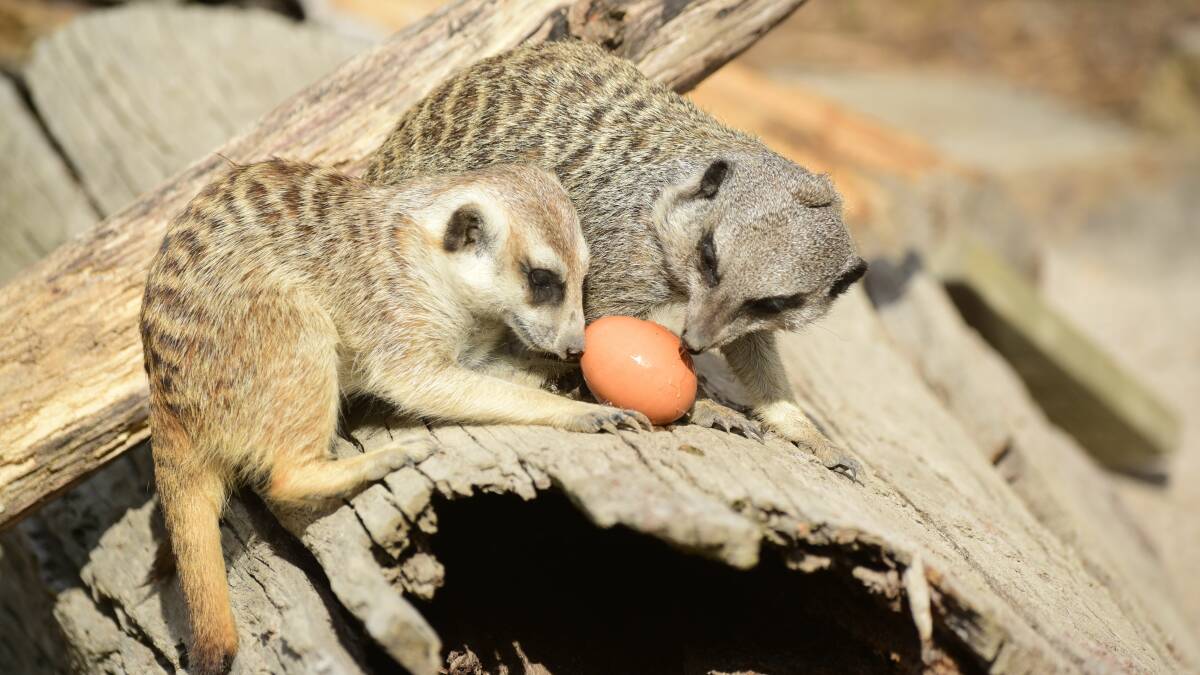 From frozen eggs to blood icy poles, animals at Tasmania Zoo are finding different ways to keep cool. Pictures Paul Scambler. 